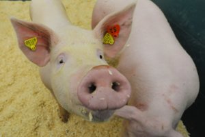 Siūlo sandėrį – maino kiaulę į šimtą eurų