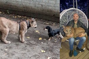 Susipažinkite su Messi: puma, gyvenanti namuose kaip naminė katė