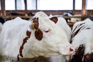 Pernai Lietuvoje mažėjo galvijų, augo jų supirkimo kainos