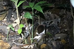 Šnaresys lapų krūvoje patvirtino įtarimą: vaizdas priminė baisiausią košmarą