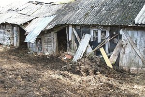 Iš mėšlo išvadavo galvijus, bet jų šeimininkas tai vadina susidorojimu