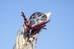 Padarykite tai dabar ir vasarą jausitės saugesni