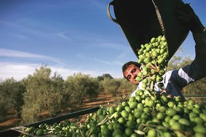 Klimato kaita skaudžiai kirto italams: neatsiejamą virtuvės dalį teks importuoti