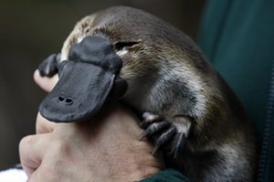 Vienas keisčiausių pasaulio gyvūnų gali smarkiai pasitarnauti žmonijai