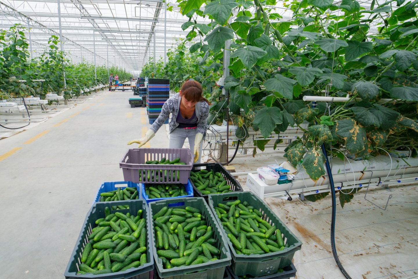  Trumpavaisiai agurkai iš lietuviškų šiltnamių jau pasiekė parduotuves.  <br> V.Ščiavinsko nuotr. 