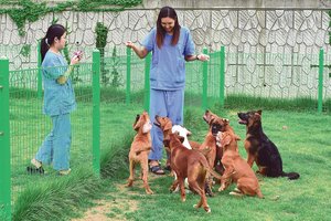 Augintinių klonavimas: kaip tai vyksta ir kiek kainuoja