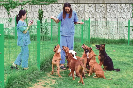 Augintinių klonavimas: kaip tai vyksta ir kiek kainuoja