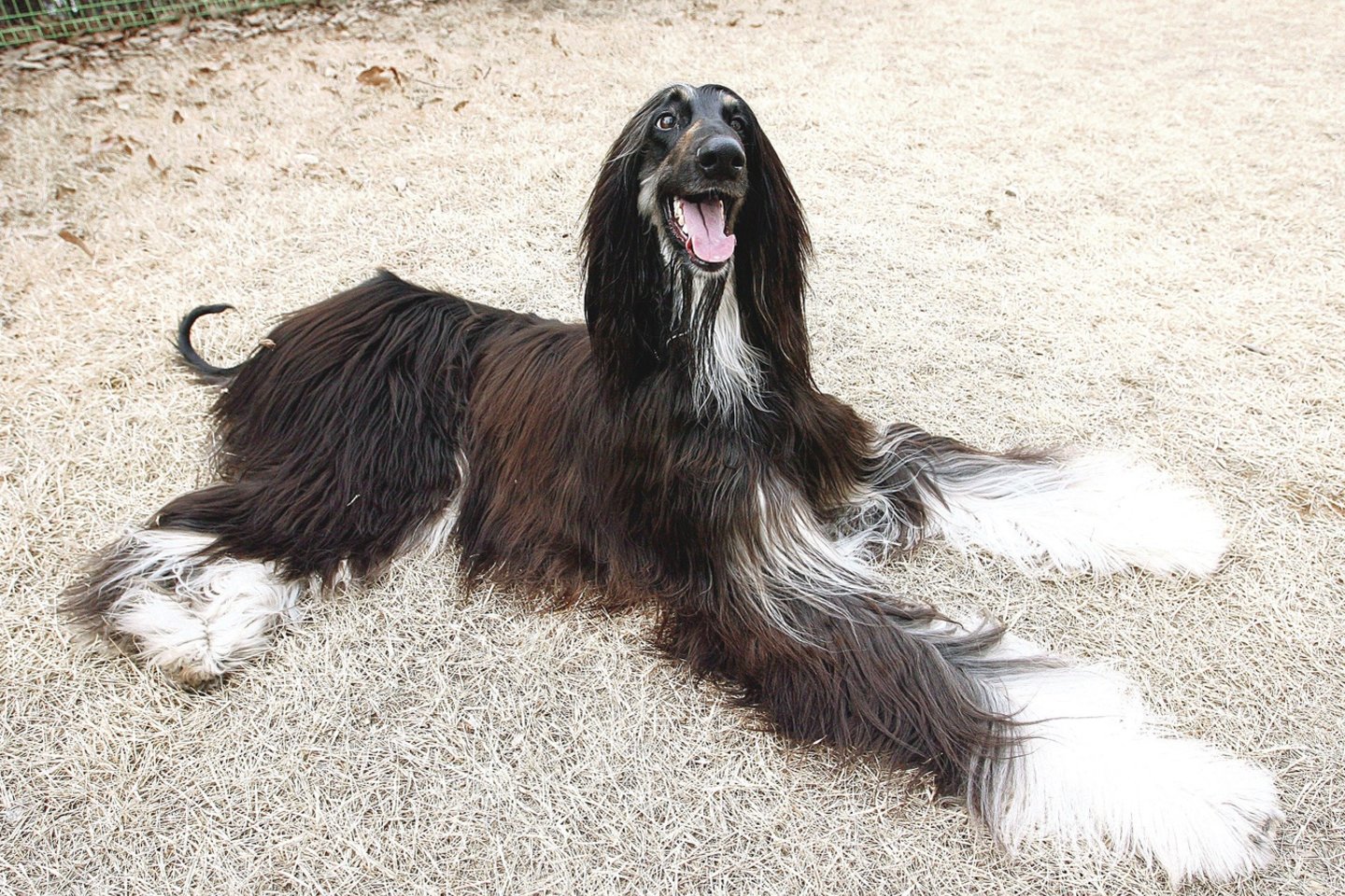 2005 metais pirmajam klonuotam afganų kurtui Snuppy sukurti Pietų Korėjos tyrėjai perkėlė 1095 embrionus į 123 pakaitines motinas – šunų pateles.<br>„Scanpix” nuotr.