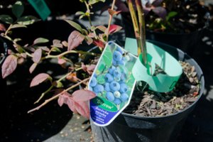 Klaipėdos rajone bus dalinamasi sėklomis ir augalais