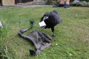 Idėja: miestą valyti gali padėti ir varnos