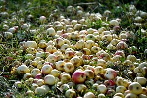 Lietuviški obuoliai turguje: apie brangimą kalbų nėra