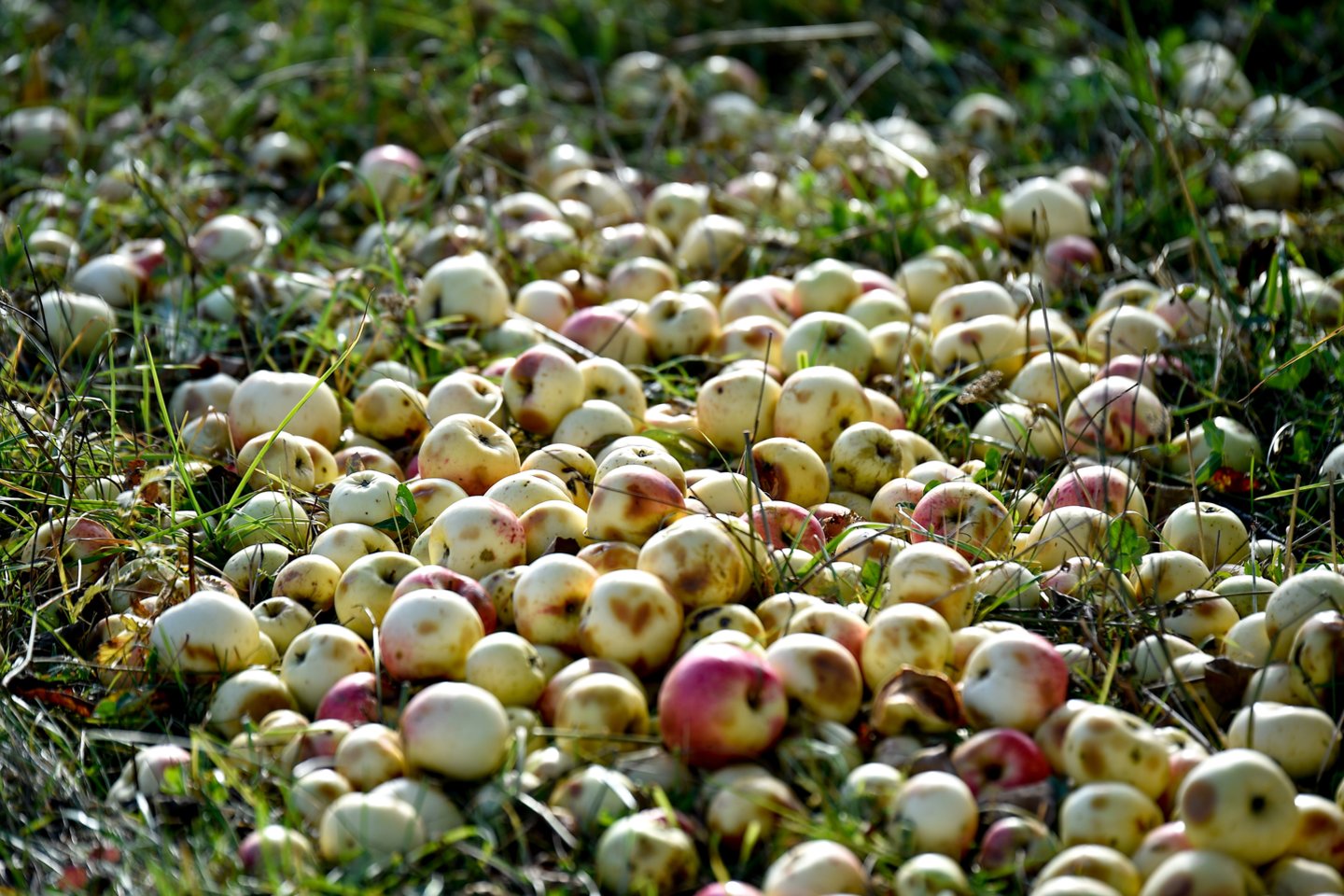 Prekybininkai kalbėjo, kad šiuo metu obuoliai yra pati populiariausia ūkininkų turgelio prekė. <br>V.Ščiavinsko nuotr.