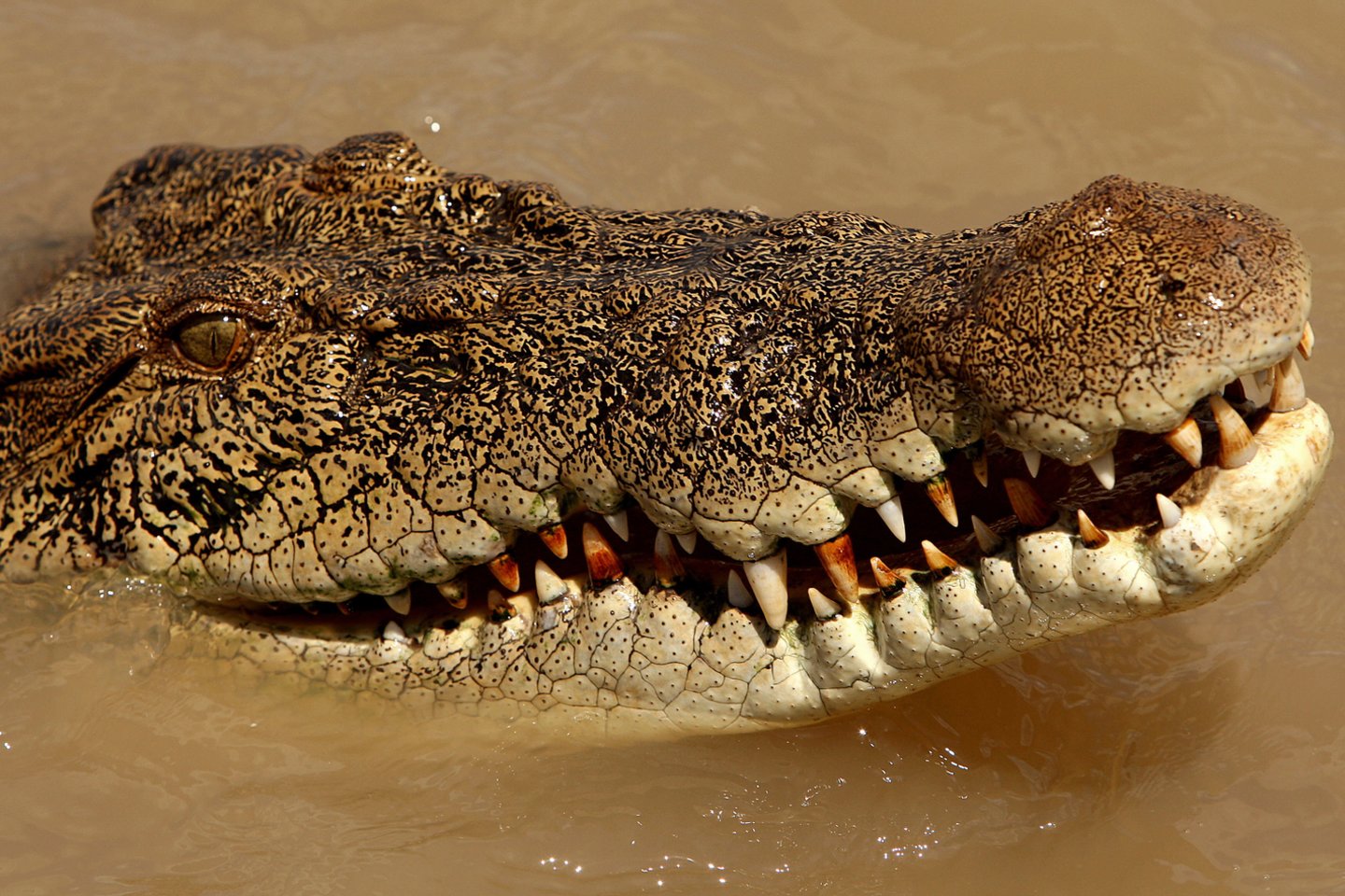  Australijoje nugaišo itin senas krokodilas.<br> AFP/Scanpix nuotr.