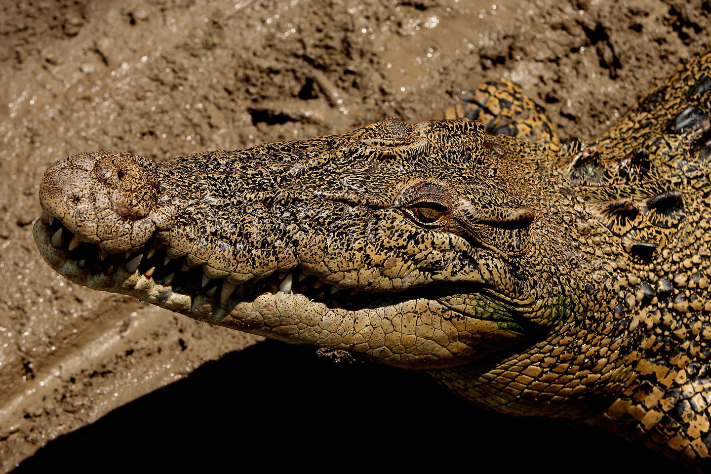  Australijoje nugaišo itin senas krokodilas.<br> AFP/Scanpix nuotr.