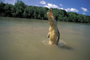 Australija gedi vieno seniausių savo krokodilų – daugiau kaip 80-ies sulaukusio Bismarcko