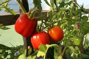 Lietuviškas daržoves renkasi dvigubai daugiau pirkėjų nei pernai