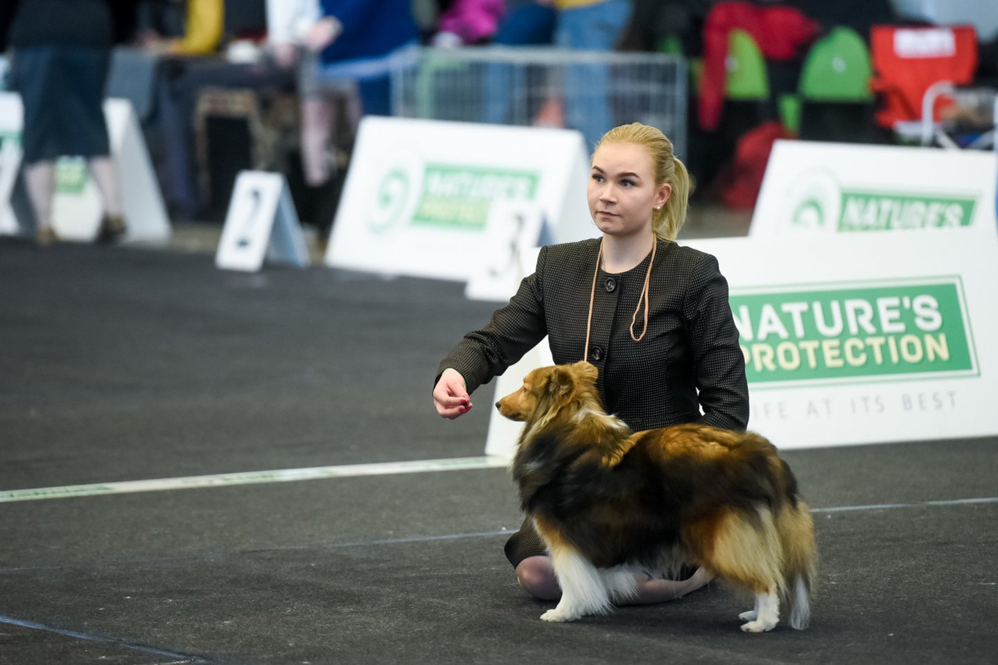 Kovo 8-10 dieną Lietuvos parodų ir kongresų centre Litexpo šurmuliuos trys tarptautinės šunų parodos.<br> D.Umbraso nuotr.