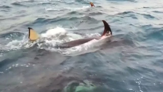 Vandenynai atskleidė paslaptį: atrasta nauja orkų rūšis