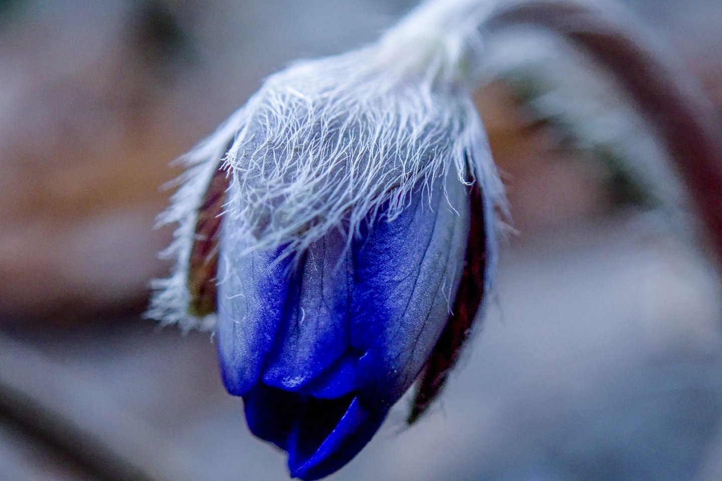 Plūstelėjus pavasariškai šilumai iš žiemos miego pabudo vienos gražiausių ankstyvojo pavasario gėlių.<br> V.Ščiavinsko nuotr.