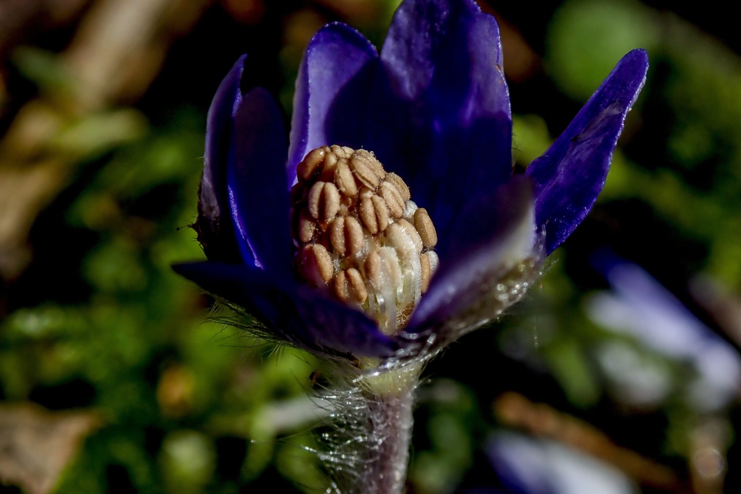 Plūstelėjus pavasariškai šilumai iš žiemos miego pabudo vienos gražiausių ankstyvojo pavasario gėlių.<br> V.Ščiavinsko nuotr.