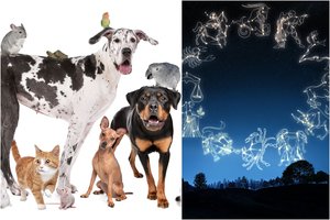 Kokį gyvūną jums siūlo rinktis astrologai: pasižiūrėkite į Zodiako ženklą
