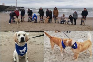 Klaipėdoje kuriasi retriverių bendruomenė