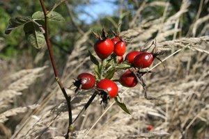 Šis krūmas – tikras stebuklas: nauda iš uogų, žiedų ir šaknų