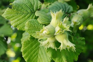 Gardžių lazdynų riešutų galima užsiauginti ir patiems