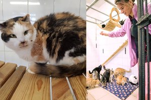 Vilniuje pradėtos sterilizuoti benamės katės: ragina padėti gyvūnams