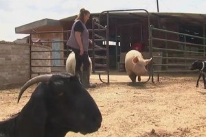 Pravėrė neįgalių gyvūnų centrą: dauguma jų buvo užauginti paskerdimui