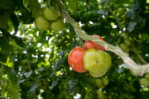 Ruošiatės auginti pomidorus? Keletas dalykų, kurių vertėtų nepamiršti