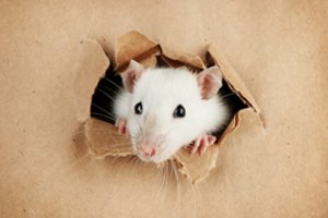 Ką renkasi žiurkės: padėti draugei ar šokoladą?