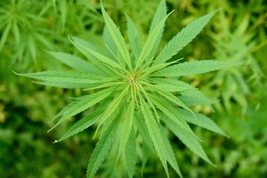 Parlamentarai ėmėsi įteisinti pluoštinių kanapių produktus