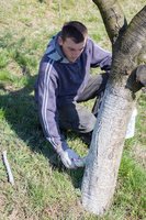 Tik viena procedūra ir tai man atnešė kur kas didesnį derlių