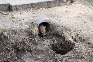 Pagaliau: pasiūlė visiškai naują būdą kovoti su pelėmis ir žiurkėmis