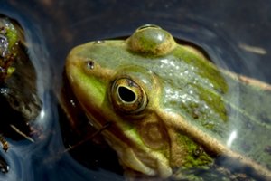 Kodėl ėsdamos varlės mirksi?