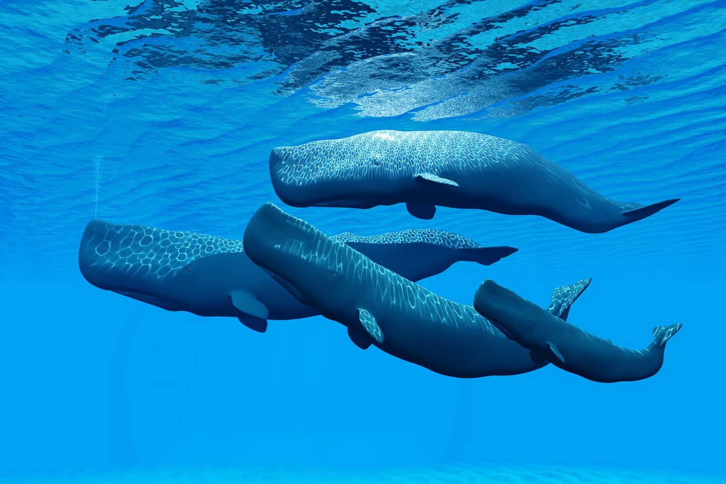  Banginiai turi daug panašumų su kitais žinduoliais – turi plaučius, yra šiltakraujai, kaupia riebalus šilumai, gimdo ir gamina pieną.<br> 123RF nuotr.
