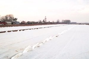Šiemet bulvės pradėtos sodinti kaip niekada anksti