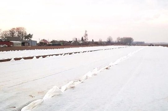 Šiemet bulvės pradėtos sodinti kaip niekada anksti