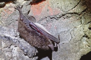 Suskaičiavo aukštyn kojomis miegančius snaudalius – tokio kiekio nesitikėjo