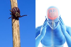 Įspėja lietuvius apie jų tykančius parazitus: įkandimas gali būti mirtinas