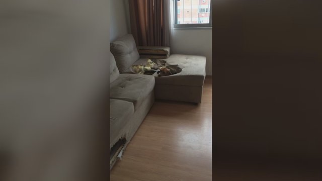 Moteris grįžus į namus liko sukrėsta, kai pamatė, kas vyksta ant jos sofos