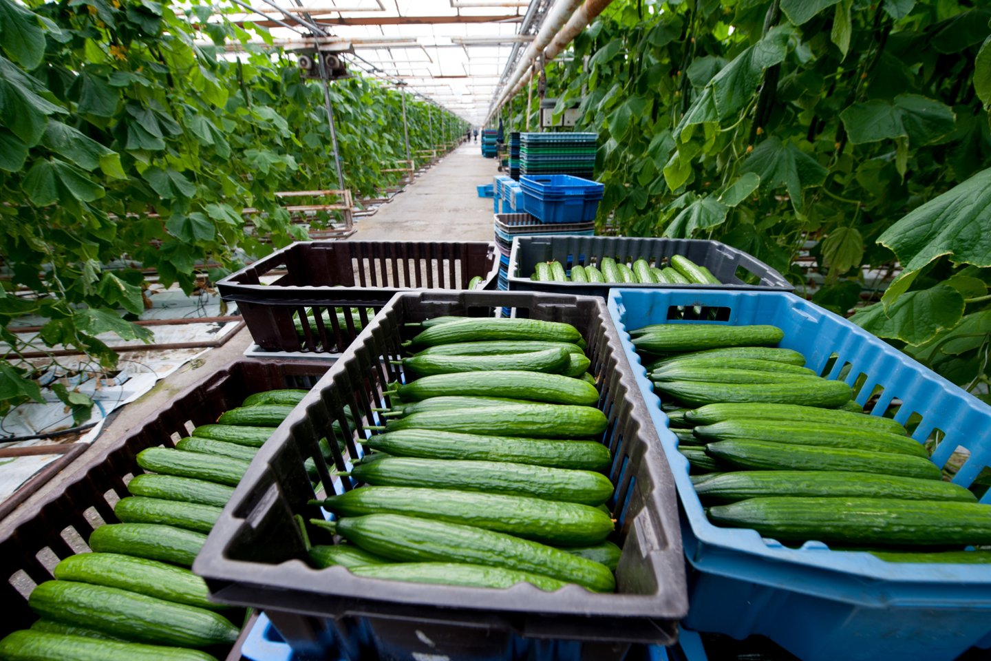 Maždaug prieš savaitę lietuviški trumpavaisiai agurkai sugulė į parduotuvių lentynas, šiemet – labai anksti.<br>V.Ščiavinsko nuotr.