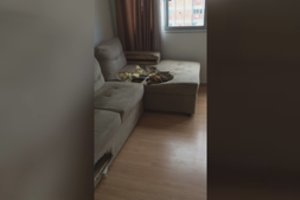 Vos kelioms minutėms vieną palikusi biglį šeimininkė buvo šokiruota vaizdu namuose