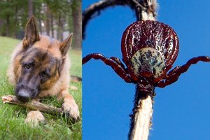 Pavasarį erkės ypatingai piktos – įspėja augintinių šeimininkus, ko dažnas nepastebi