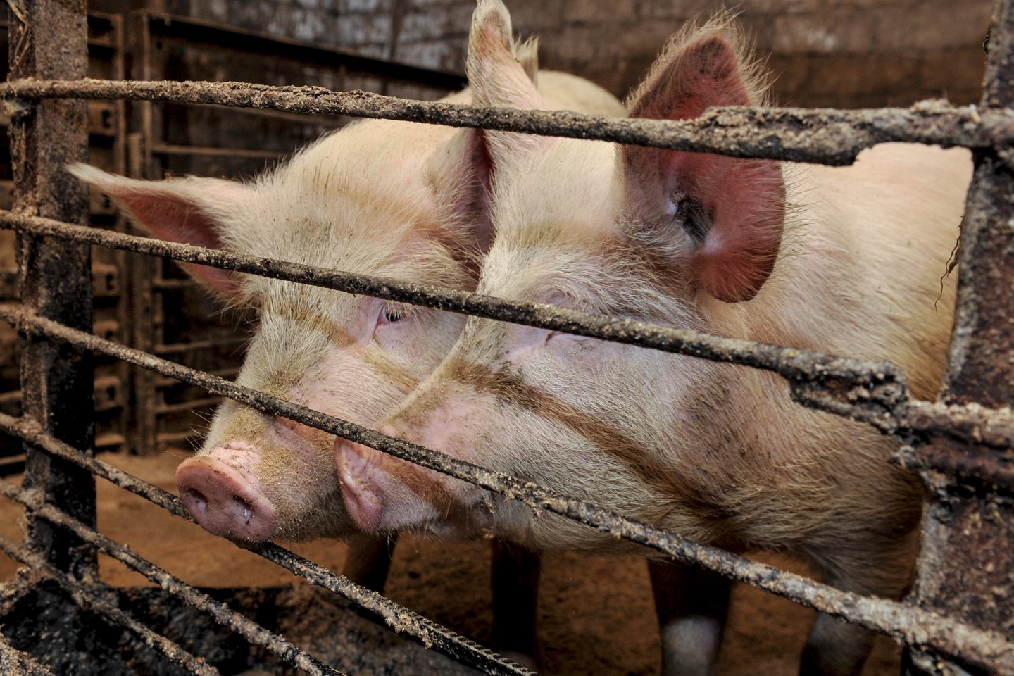 Per metus sumažėjo auginamų kiaulių skaičius.<br>V.Ščiavinsko nuotr.