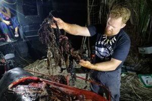 Nugaišusio banginio pilve – siaubingas radinys