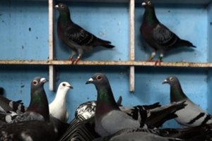 Pašto balandis aukcione parduotas už rekordinę sumą