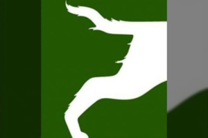 Ką pamatėte pirmiau? Sužinokite svarbią savo ypatybę