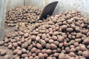 Bulvių sodinimo atmintinė: šykštus moka du kartus